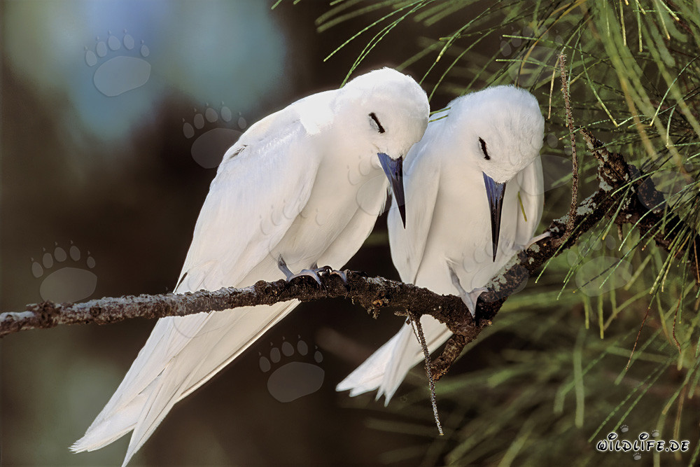 Elegantes charranes blancas descansando en un árbol