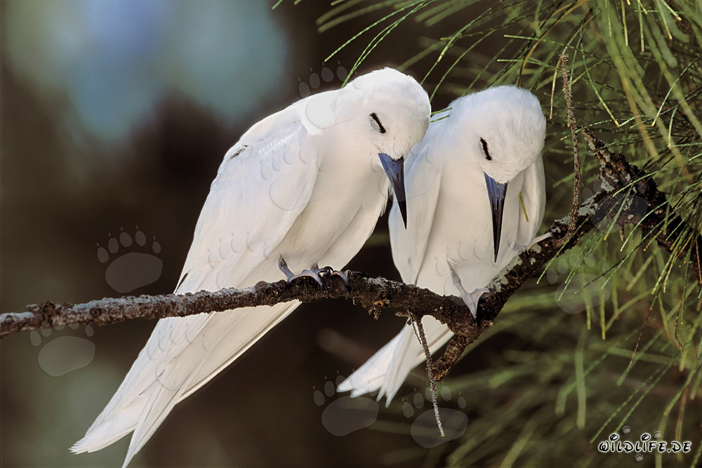 Élégantes sternes blanches se reposant sur un arbre
