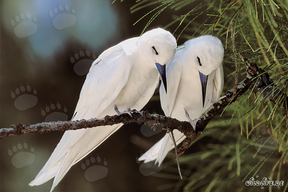 Graceful White Terns Resting on a Tree