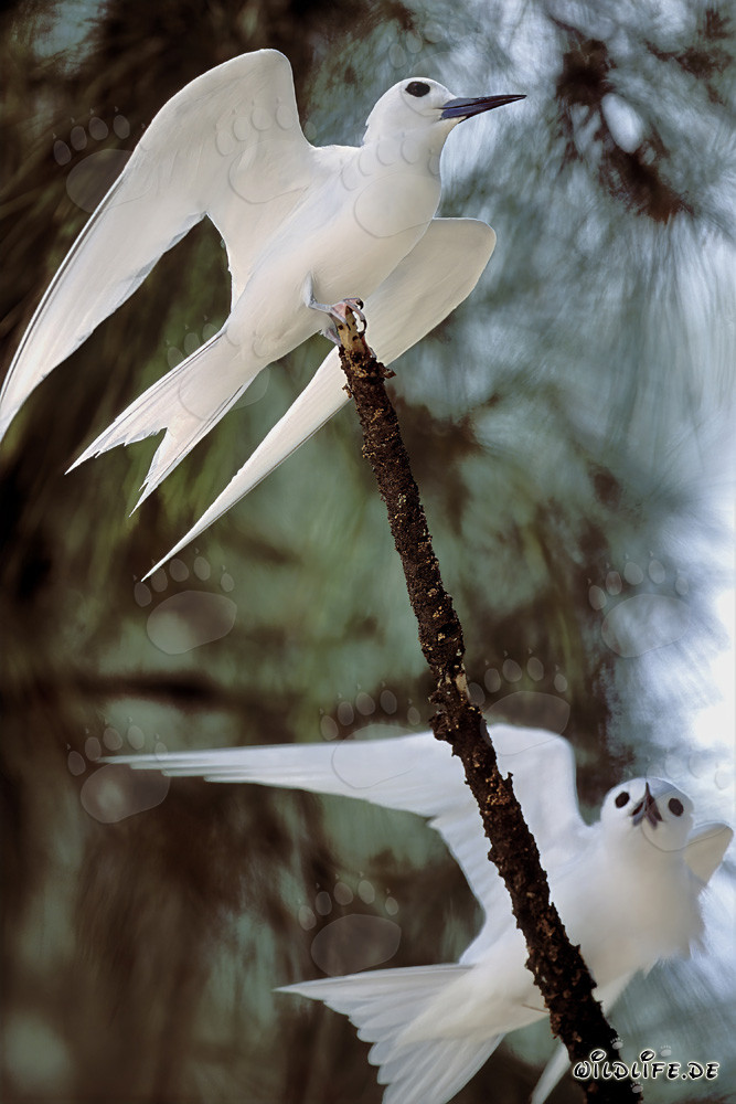 Elegantes charranes blancos en un árbol en las Islas Hawaianas
