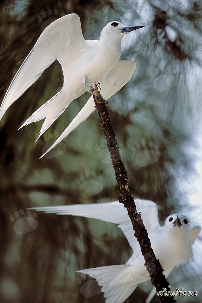 Graceful white terns perched on a tree in the Hawaiian Islands