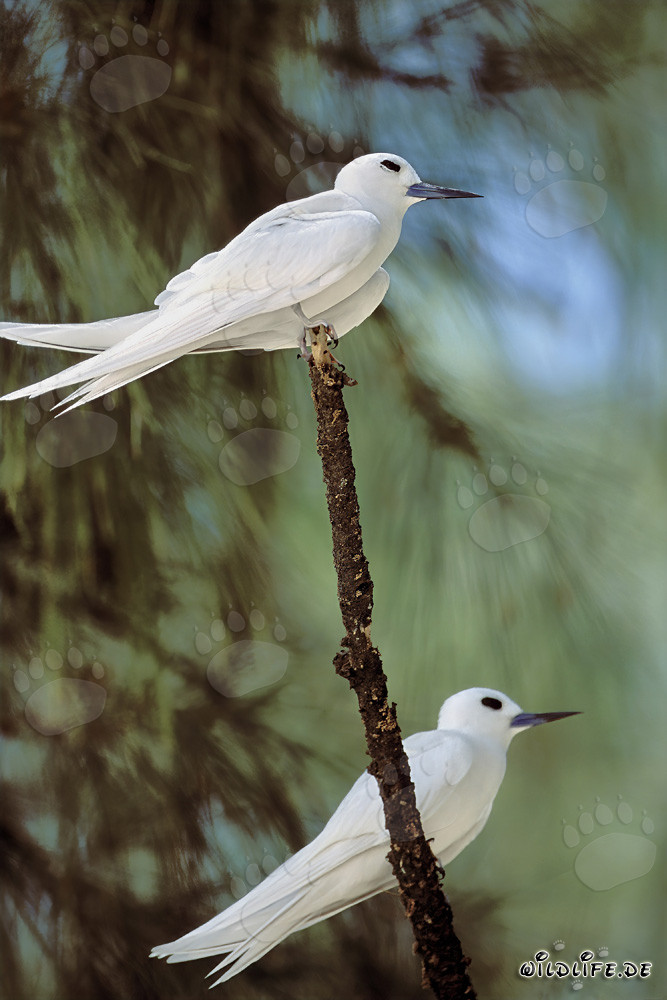 Elegantes golondrinas blancas en un árbol