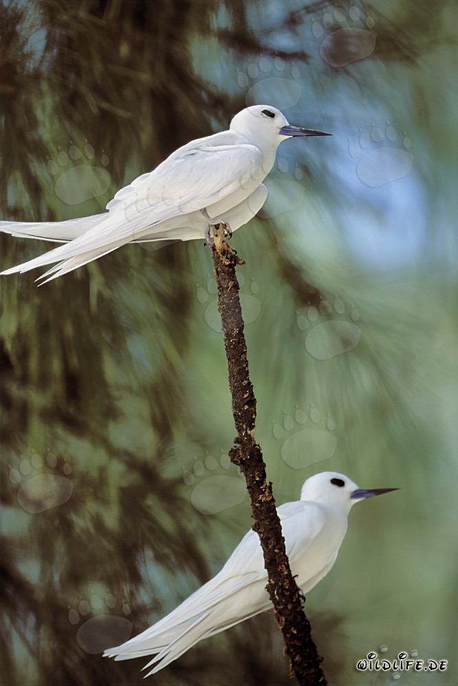Élégantes sternes blanches sur un arbre