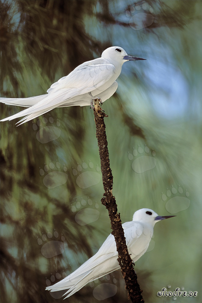 Graceful white terns perched on a tree