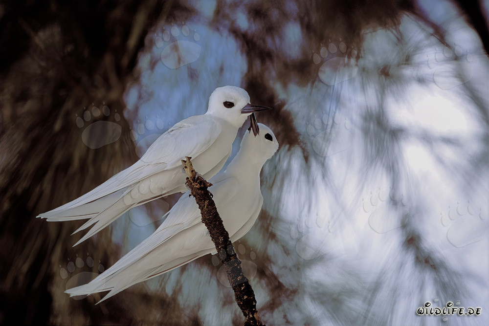 Elegantes charranes blancos en un árbol