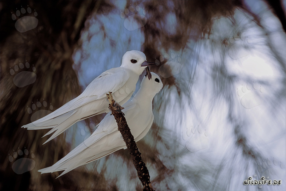Graceful white terns perched on a tree