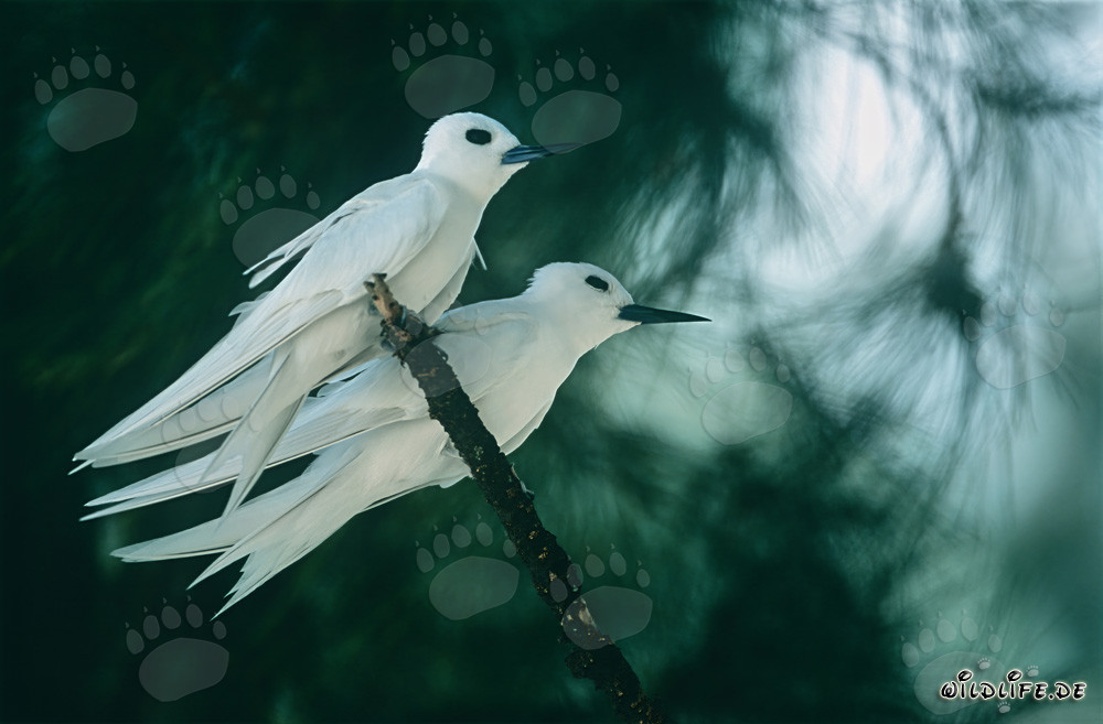 Graceful White Terns perched on a tree