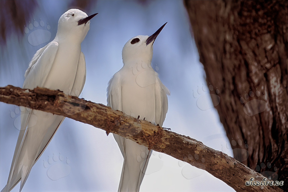 Élégants sternes blanches se reposant sur les îles Midway