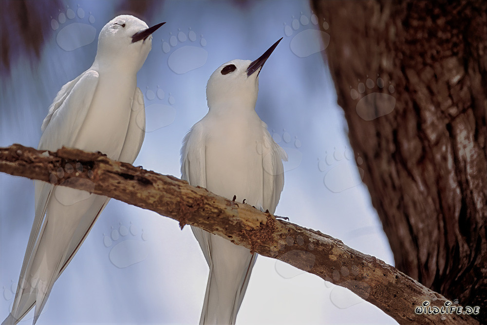 Graceful white terns resting on Midway Islands