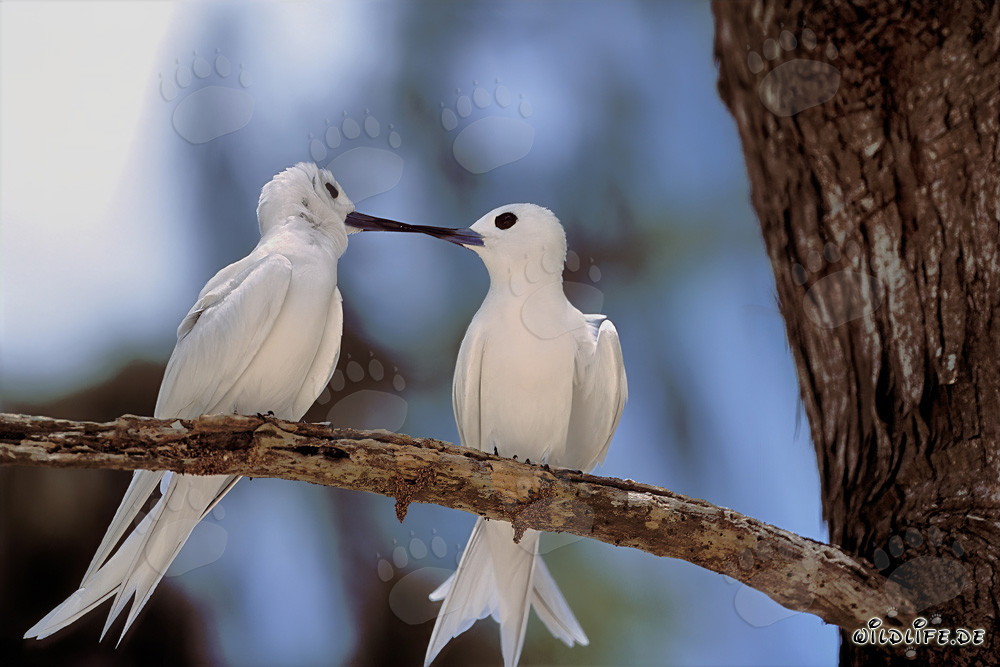 Graceful White Terns on Midway Islands