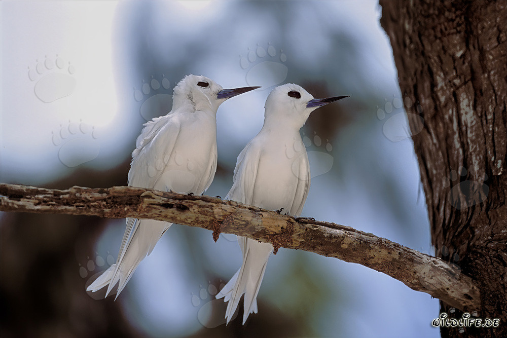 Charranes blancos en el árbol