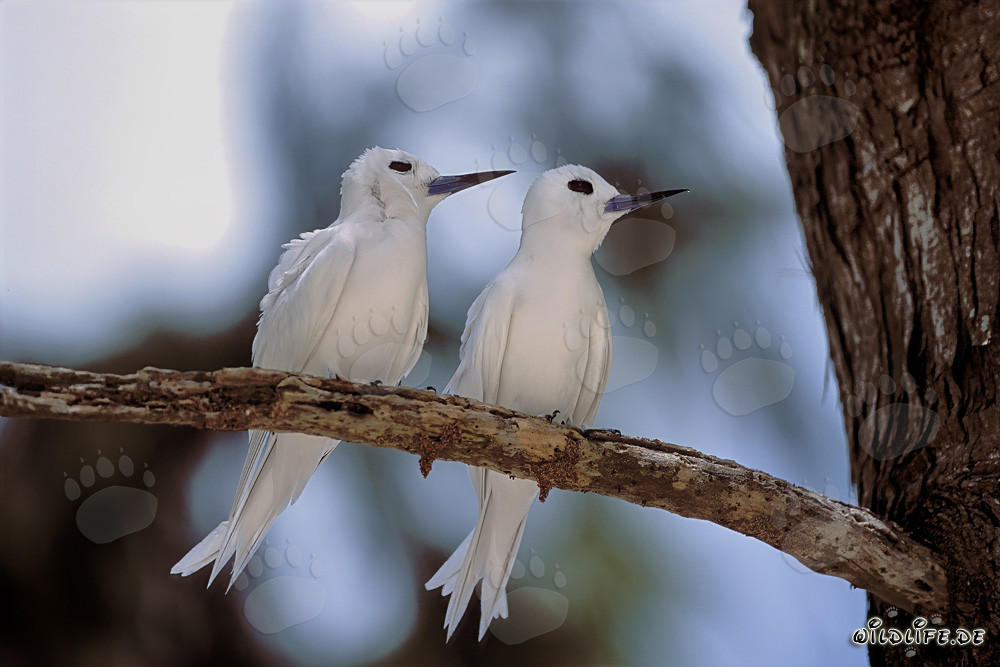 White terns on the tree
