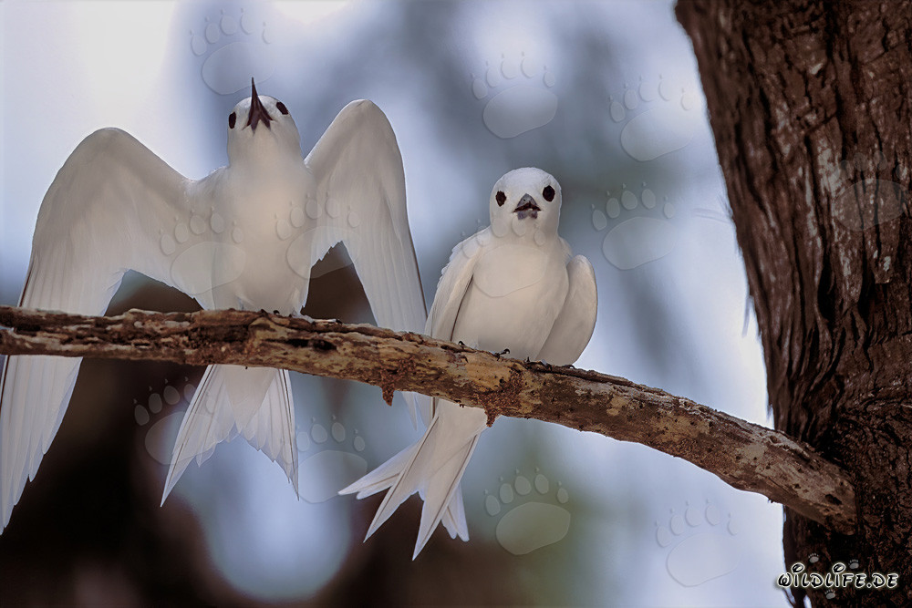 Elegante charrán blanco despliega majestuosamente sus alas