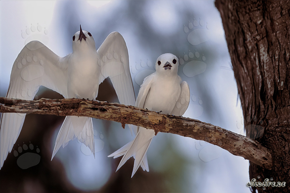 Elégante sterne blanche déploie majestueusement ses ailes