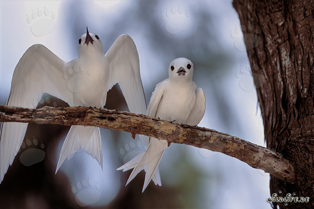 Graceful white tern majestically spreads its wings