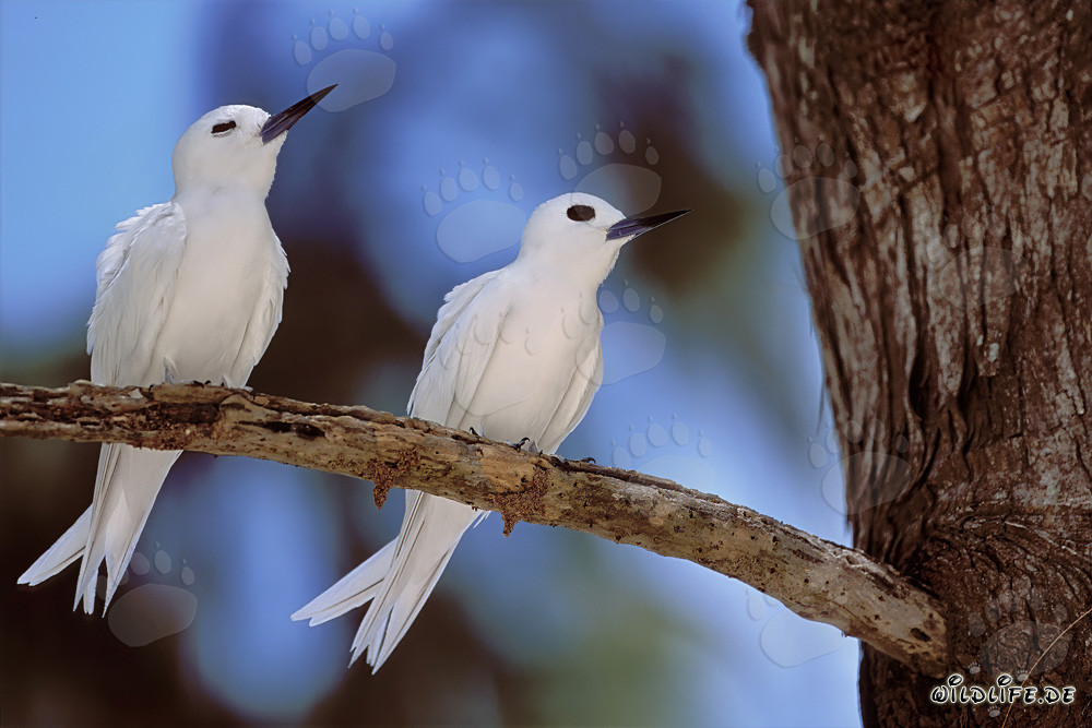 Elegantes charranes blancos en el árbol en el paraíso tropical