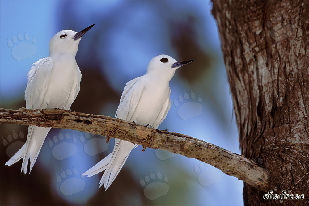 Graceful white terns on the tree in a tropical paradise