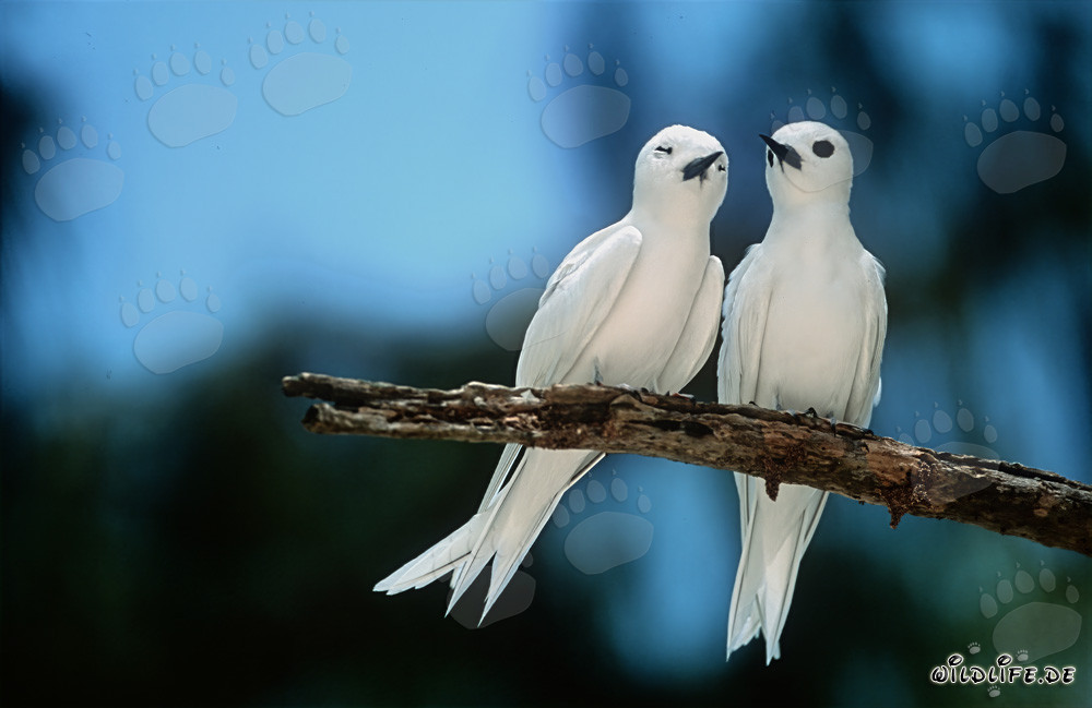 Graceful White Terns on Midway Islands