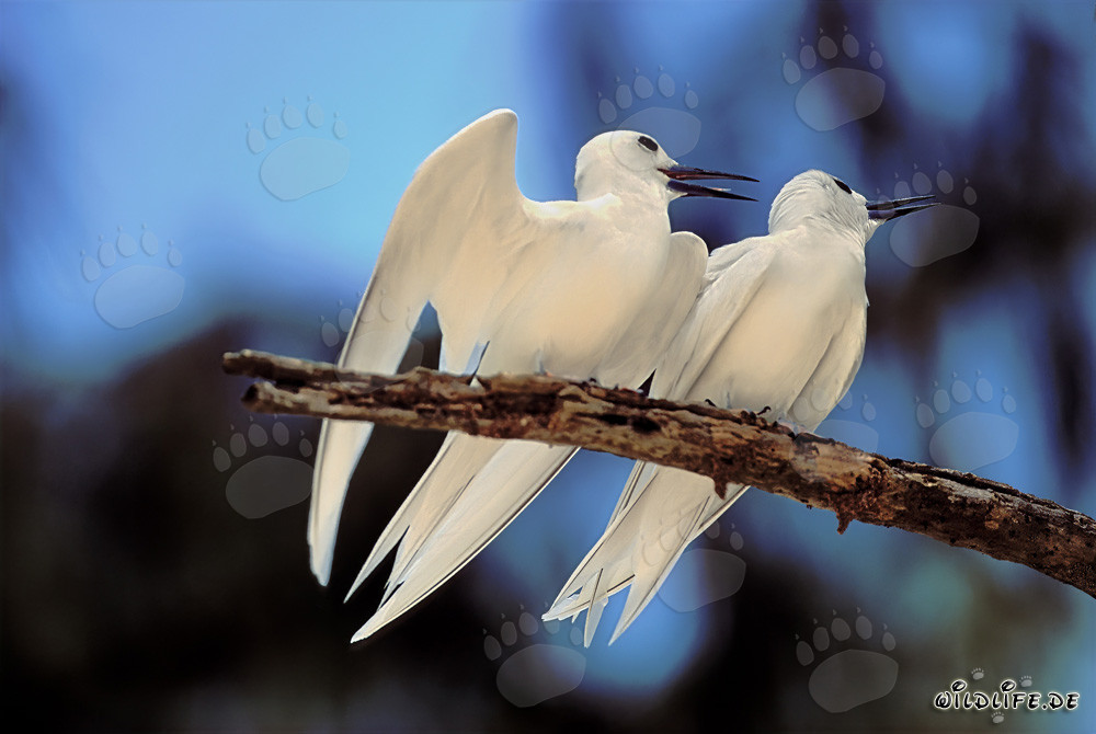 Elegantes charranes blancos en un árbol