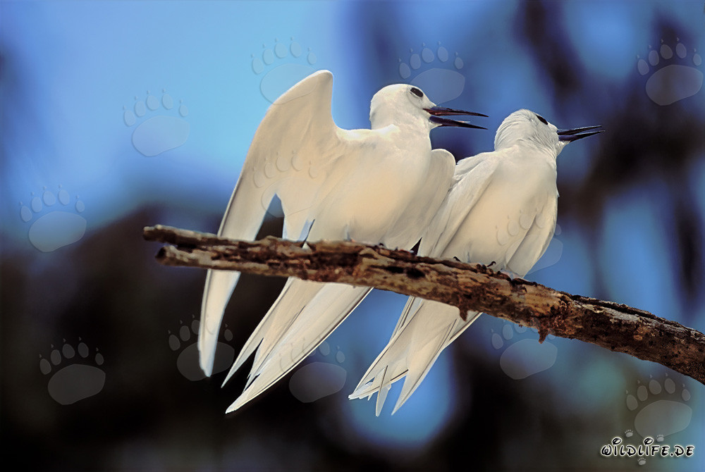 Élégants Sternes blanches sur un arbre