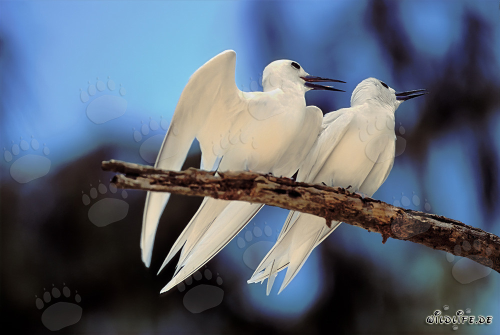 Graceful White Terns perched on a tree