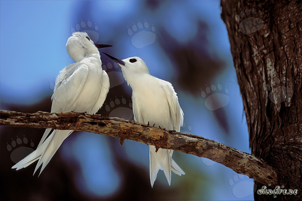 Fous de Grant sur l'arbre