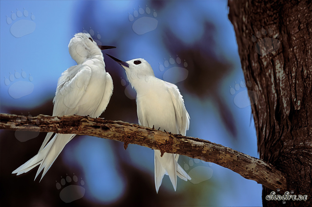 White Terns on the Tree