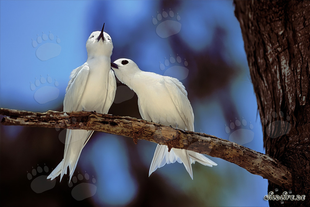 Graceful White Terns on Midway Islands