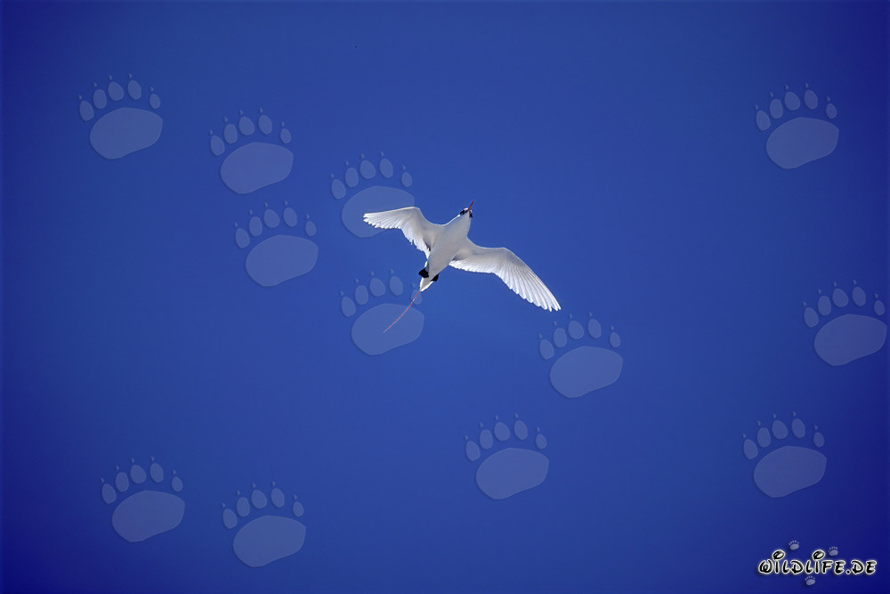 Elegant Red-tailed Tropicbird in the Deep Blue Sky of Midway