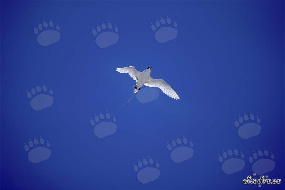 Eleganter Rotschwanz-Tropikvogel am tiefblauen Himmel von Midway