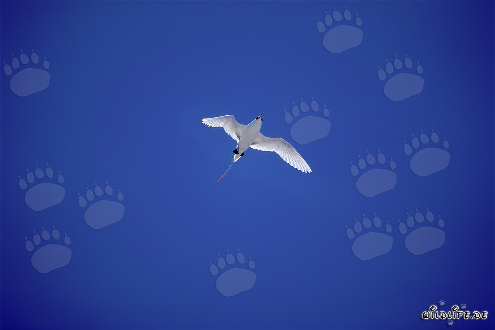 Elegante uccello tropicale dalla coda rossa nel cielo blu profondo di Midway