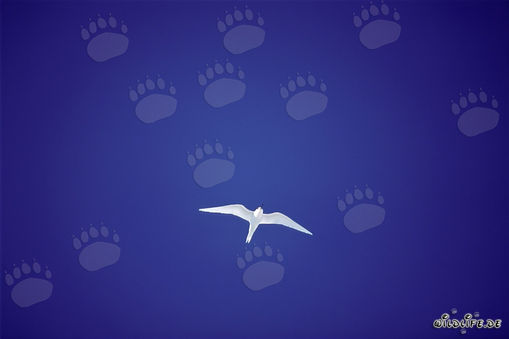 Graceful white tern flying over the deep blue ocean