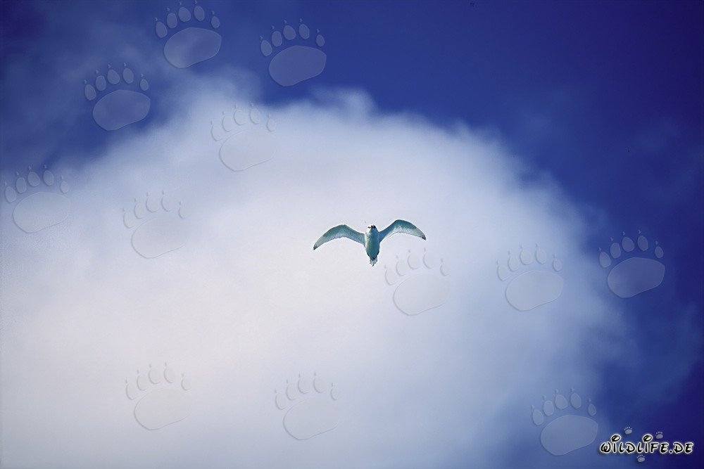 Anmutige Feenseeschwalbe vor weißer Wolke