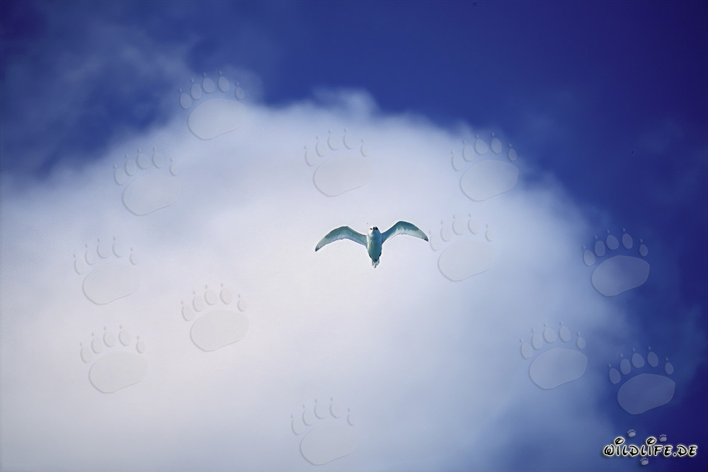 Elegante charrán blanco frente a una nube blanca