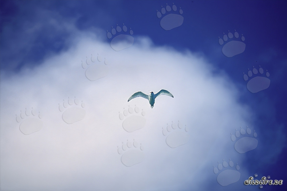 Élégante sterne blanche devant un nuage blanc
