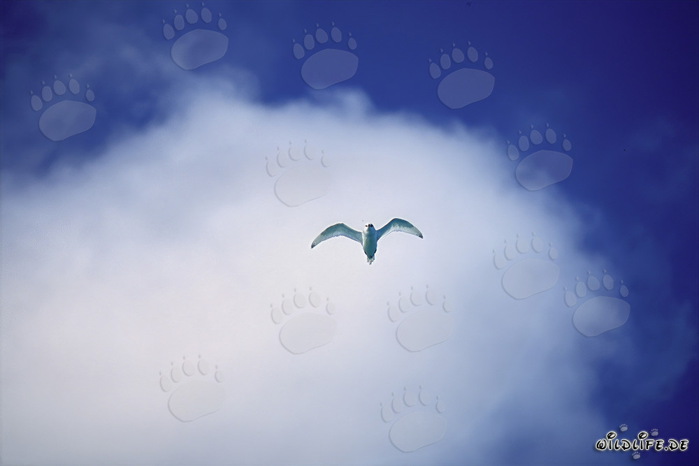 Graceful White Tern Against White Cloud