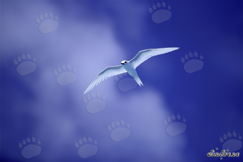 Anmutige Feenseeschwalbe auf Midway Island im Pazifik