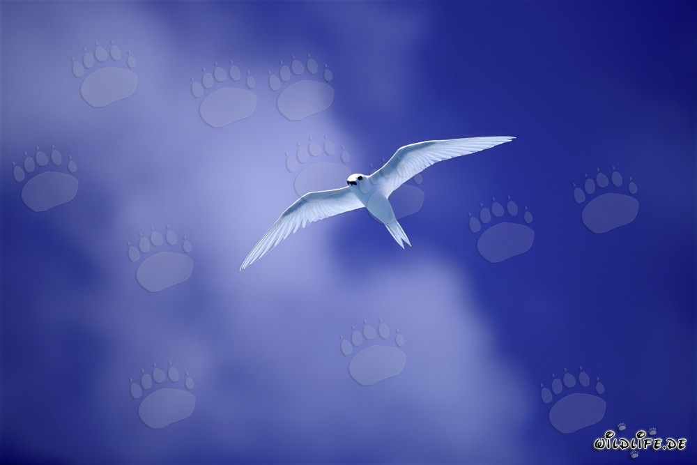 Graceful White Tern on Midway Island in the Pacific