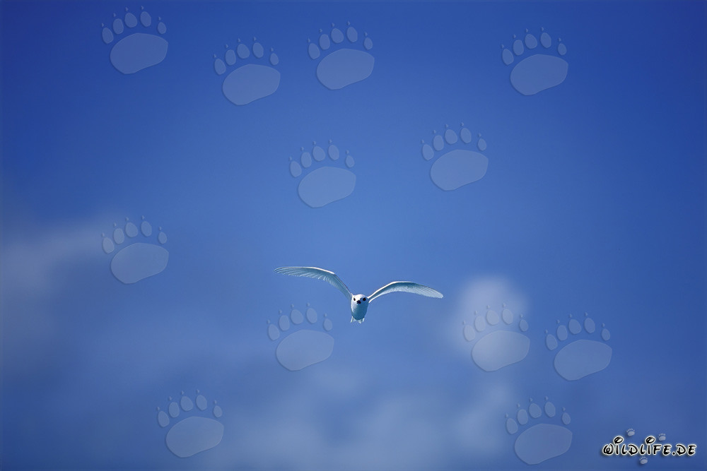 Graceful White Tern near East Island in the Hawaiian Islands