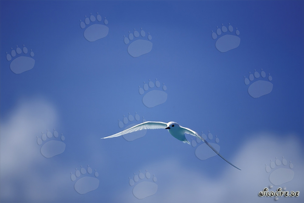 Majestic White Tern Flying over the Pacific Ocean