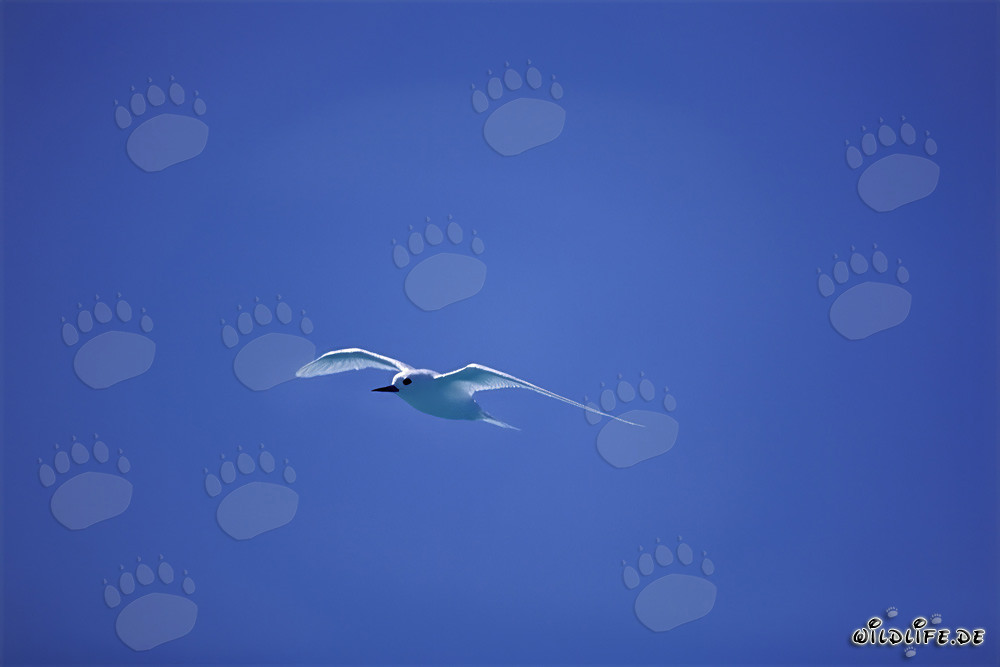 Elegante gaviotín blanco frente a un cielo azul brillante en la isla Midway