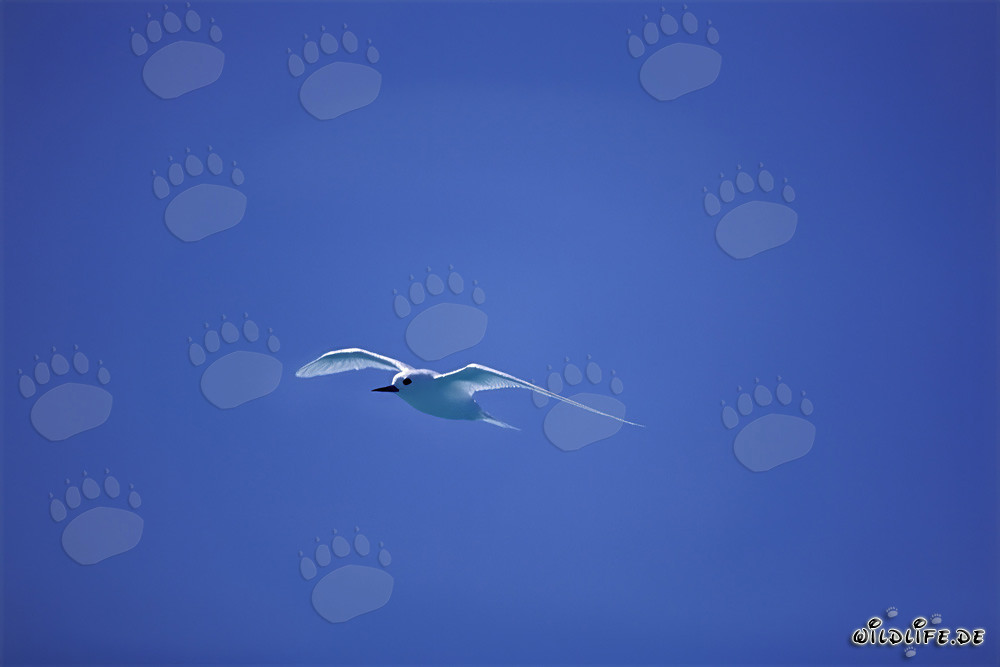 Elegante sterna bianca davanti a un cielo blu brillante a Midway Island