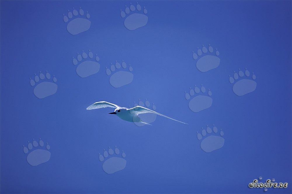 Élégante sterne blanche devant un ciel bleu éclatant à Midway Island