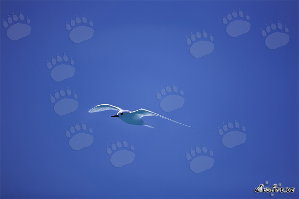 Graceful White Tern in front of vibrant blue sky on Midway Island