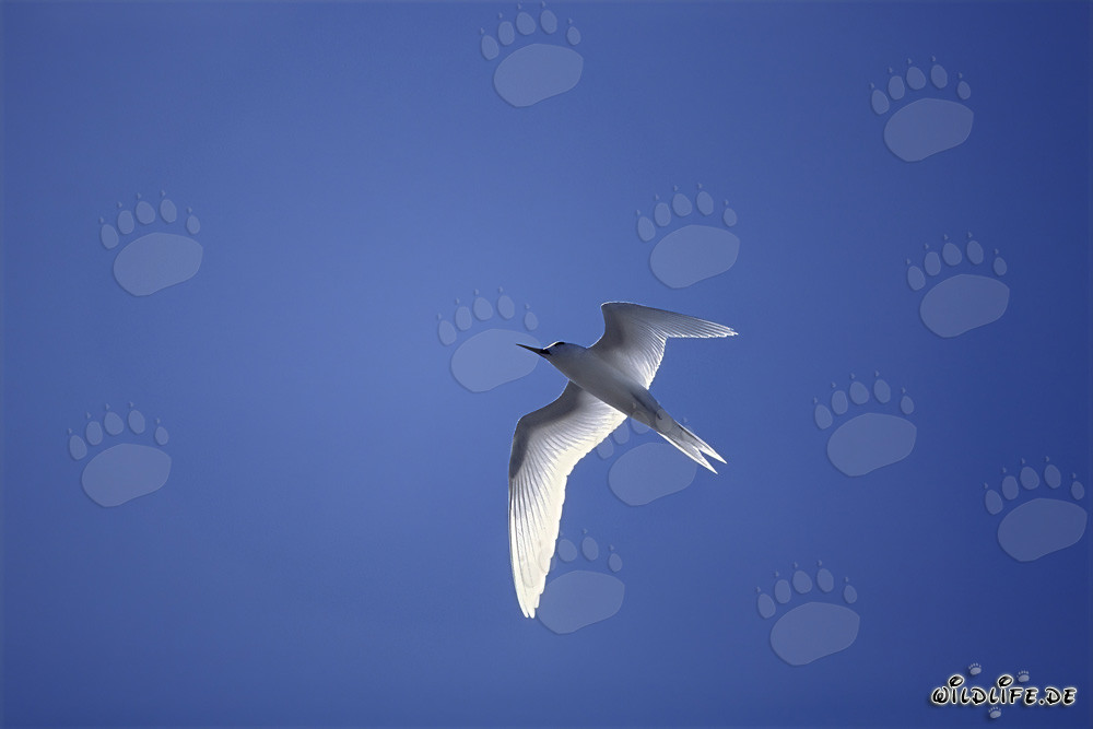 Elegante charrán blanco sobre el profundo Pacífico azul