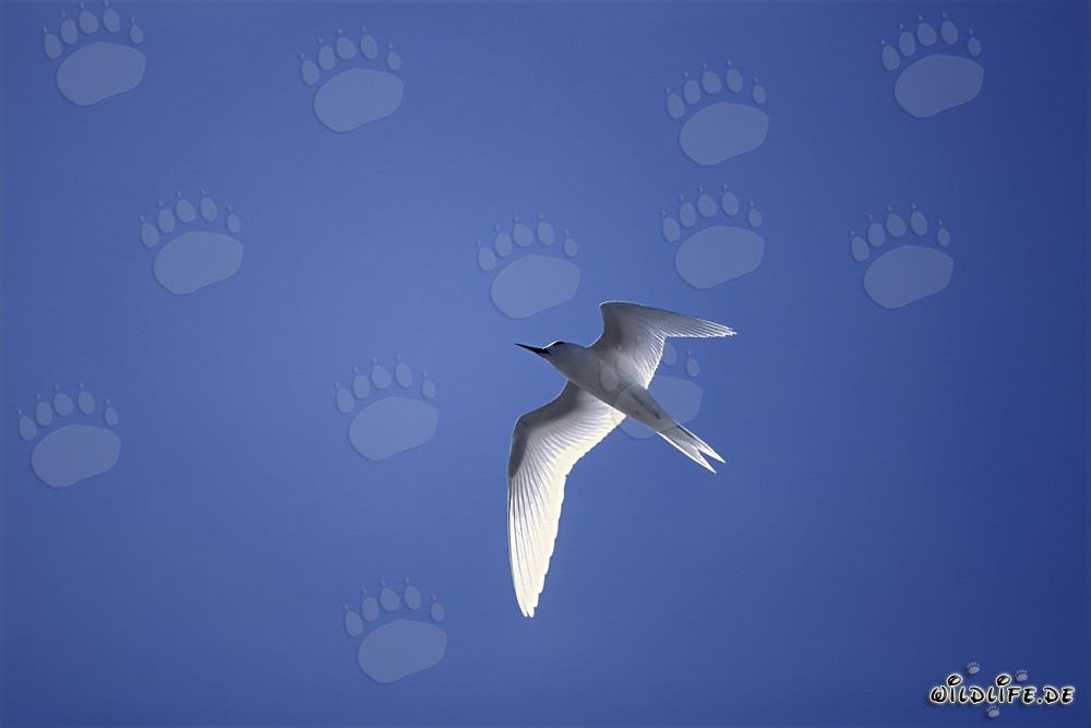 Graceful White tern soaring over the deep blue Pacific Ocean
