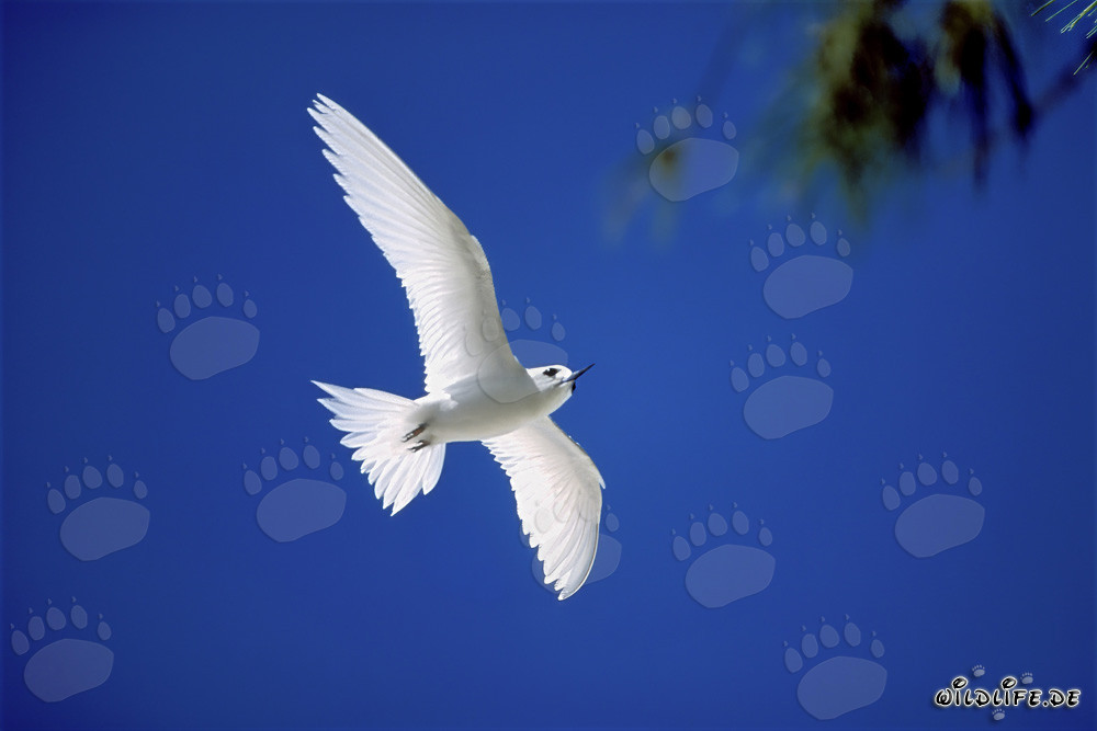 Graceful white tern returns from the sea