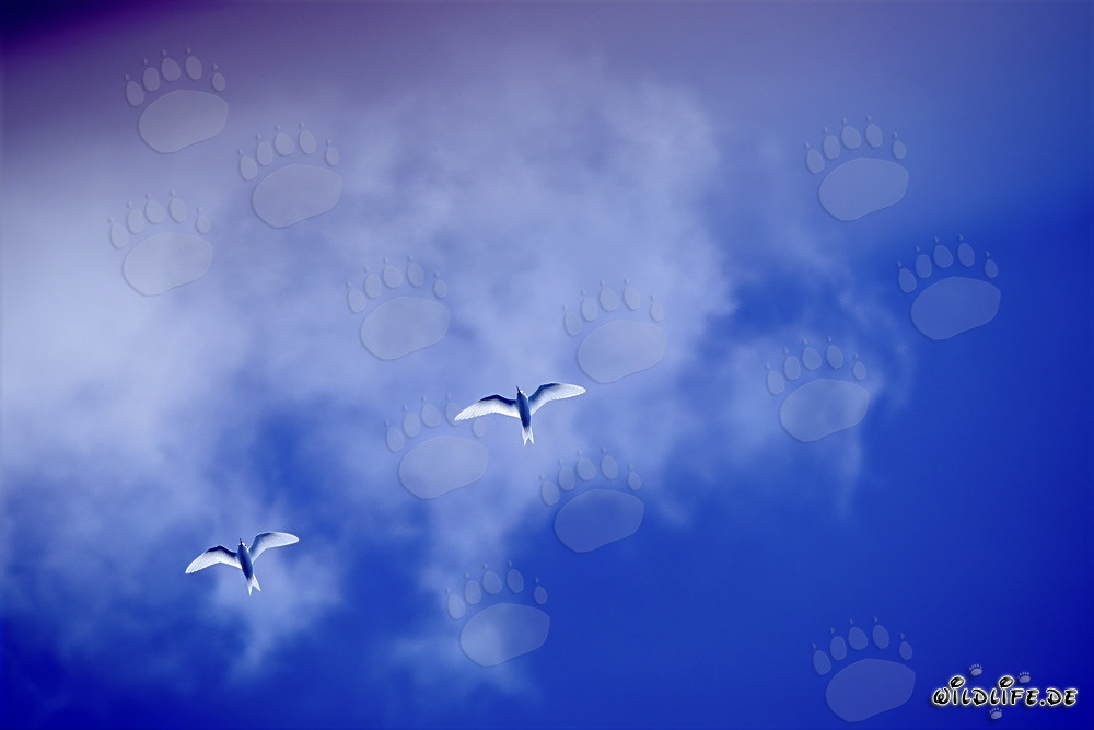 Anmutige Feenseeschwalben auf dem Midway-Atoll