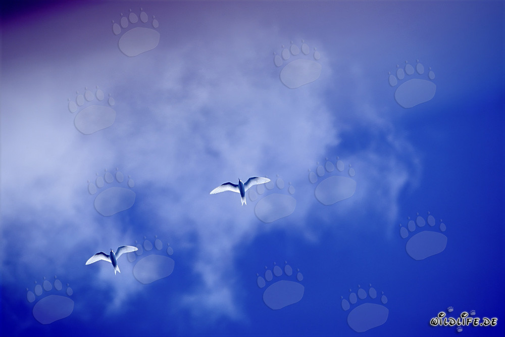 Élégantes sternes blanches au Midway-Atoll