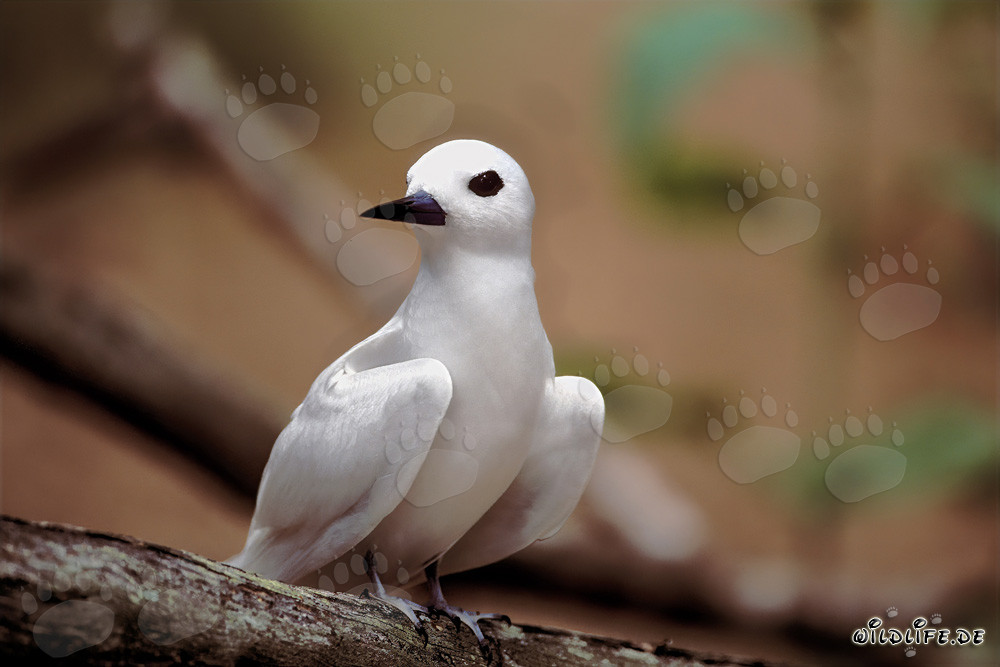 Anmutige Feenseeschwalbe auf Midway Island